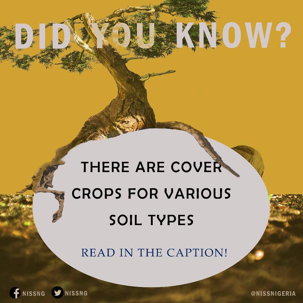 nissng's tweet photo. Cover crops have significant impacts on soil function such as, improving soil microbial diversity, suppressing weeds, breaking disease &amp; pest cycles, managing soil compaction etc... However, the main challenge many farmers face is knowing which cover crop to use for their soil. https://t.co/tVdrFxr4BS