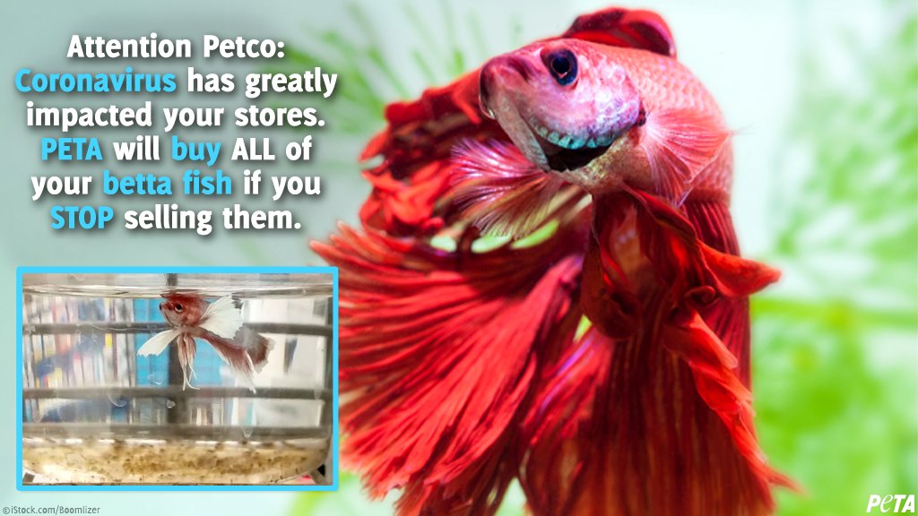 PETA On Twitter "Betta Fish Are MISERABLE In Pet Stores Like Petco
