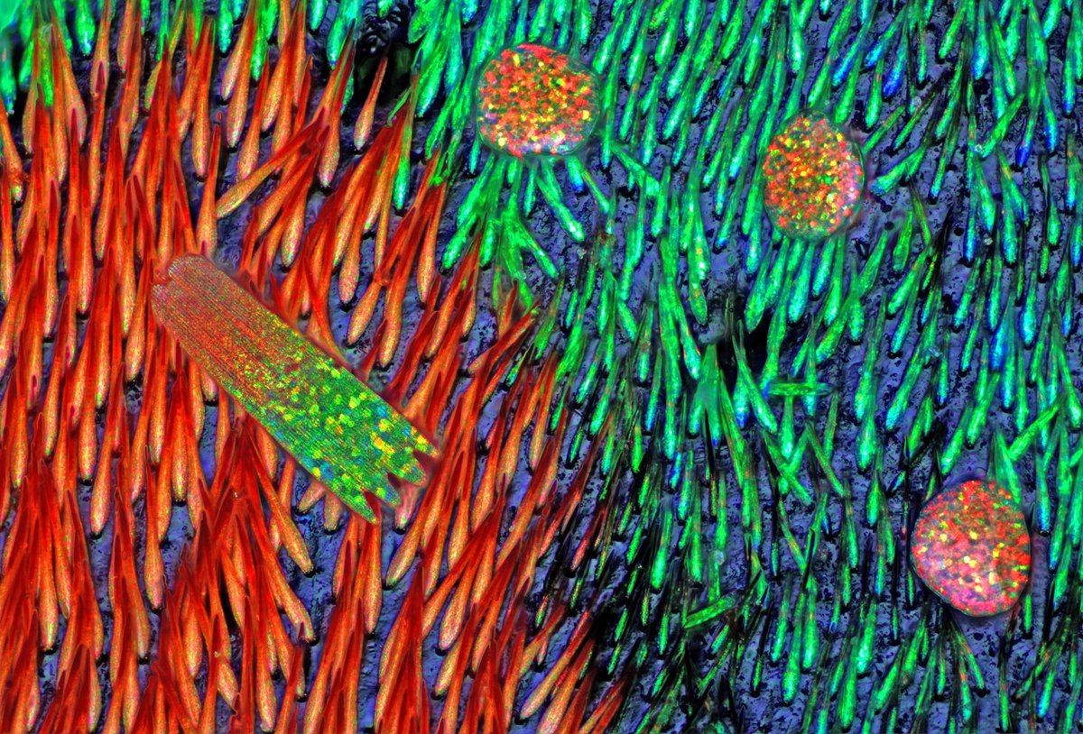 ✨Congratulations to the 2019 Olympus Image of the Year Award winners! 🔬—Check out the winning images here: bit.ly/3an2T6Y via @OlympusLifeSci. #BioArt #ArtScience #SciComm #Microscopy