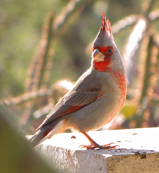 Naturephots's tweet photo. Cardinalis sinuatus https://t.co/9JMLryhrdr