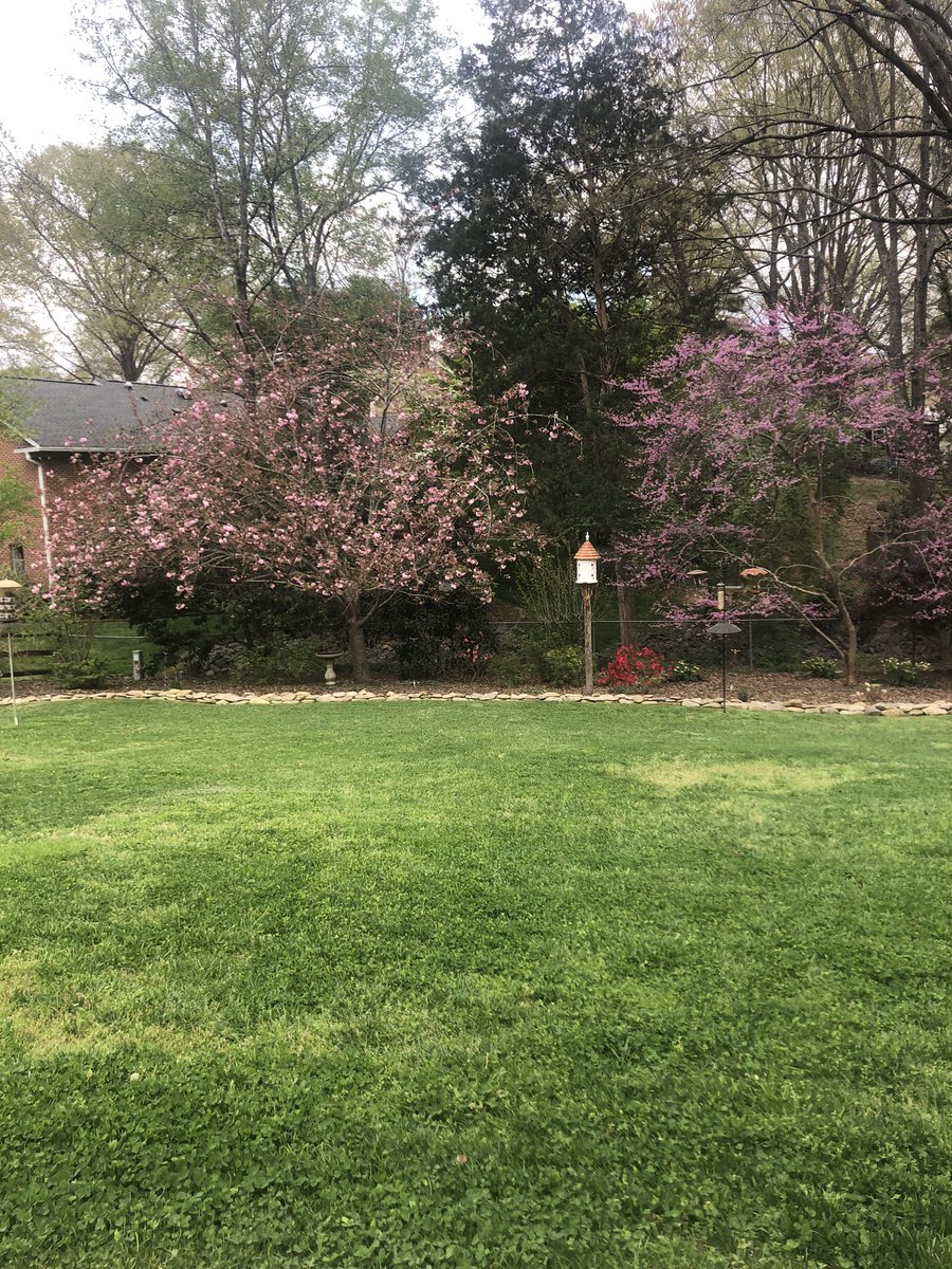 MsHaenlein413's tweet photo. @AngelaB25181290 @pe_mullis @MrDanielStetson @CathleenLacey @Rosita1322 Mowed the lawn during the e-fire drill. I think the pollen got to me before the fire did! https://t.co/JLffNjIgEf