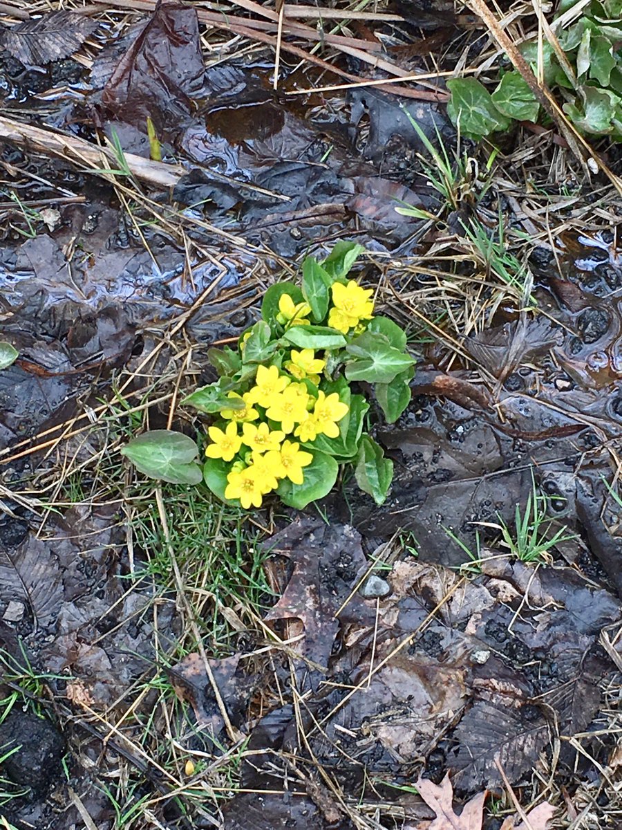 TannerLovesTRo's tweet photo. I’m glad I went the extra mile on my run this morning, or I’d have missed this. No matter what kind of muck you are stuck in, it’s possible to grow and even bloom. 🌼 #lifelessonswithtanner #extramile https://t.co/Obbu8jFPsc