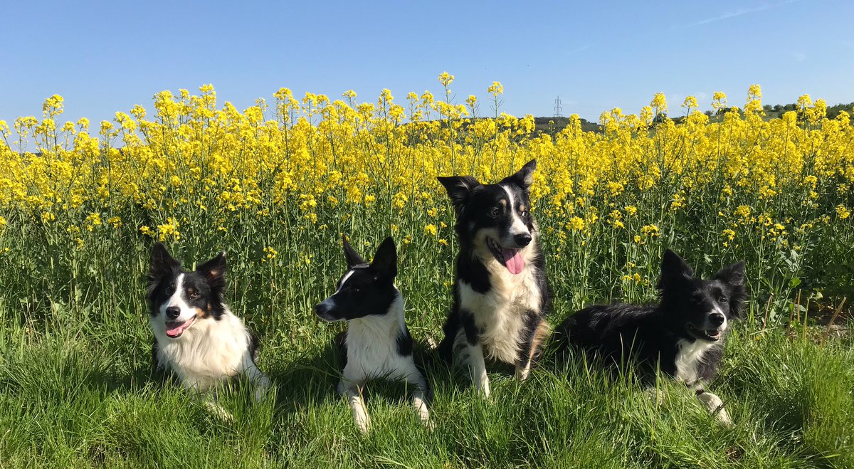 CatTheSheepdog's tweet photo. @GreyhoundRobert Hey, Robert‘s hoomum! We wishes you a furry happy birthday! 🥳 https://t.co/7IcMmLz6wD