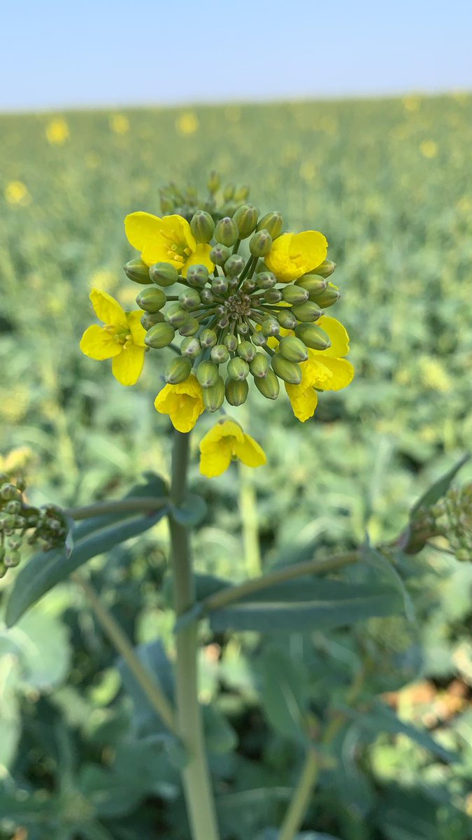 terresoleopro's tweet photo. Le colza commence à fleurir ! Grâce à lui, nous aurons bientôt :
🥗de l'huile pour nos salades 
🐄du tourteaux pour nos animaux 
🤲de la glycérine pour des gels hydroalcooliques  

Merci les agriculteurs ! #SolidariteNationale #CeuxQuiVousNourrissent https://t.co/HgrKseN1tl