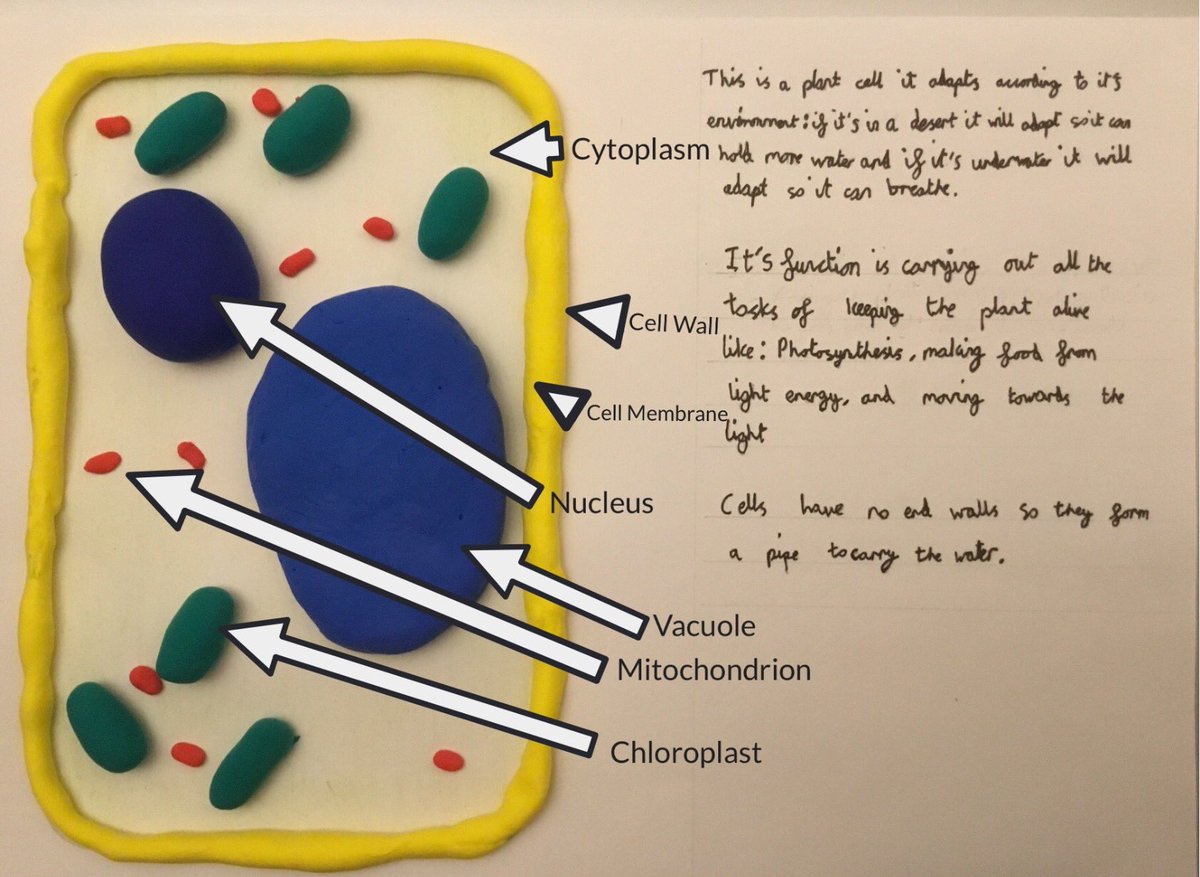 WellfieldMiddle's tweet image. Y7 have produced very creative models of cells at home. Fantastic work! #WMSLearningFromHome #WMSLovesScience #cellmodel