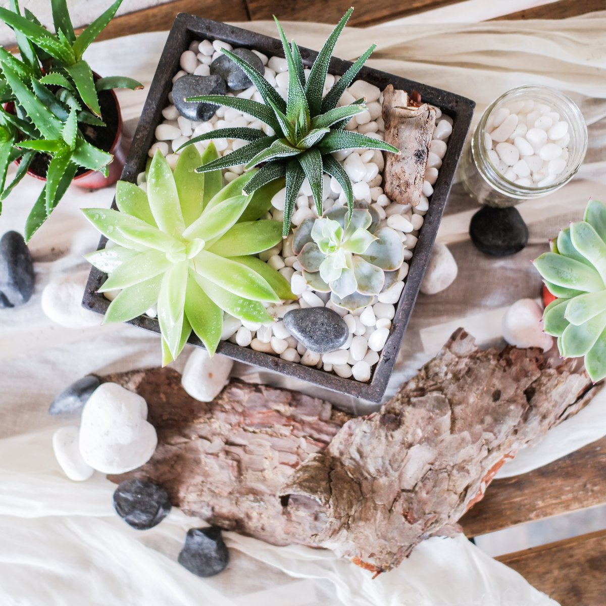WaltonsAustin's tweet photo. Create your own lil’ garden with our Succulent Garden Kits! This is such a fun activity to do while you’re at home hanging with the family. 🌵🙂🌱
These are available for curbside pickup + delivery, just give us a call at 512.542.3380 https://t.co/iWqCG5W9OR
