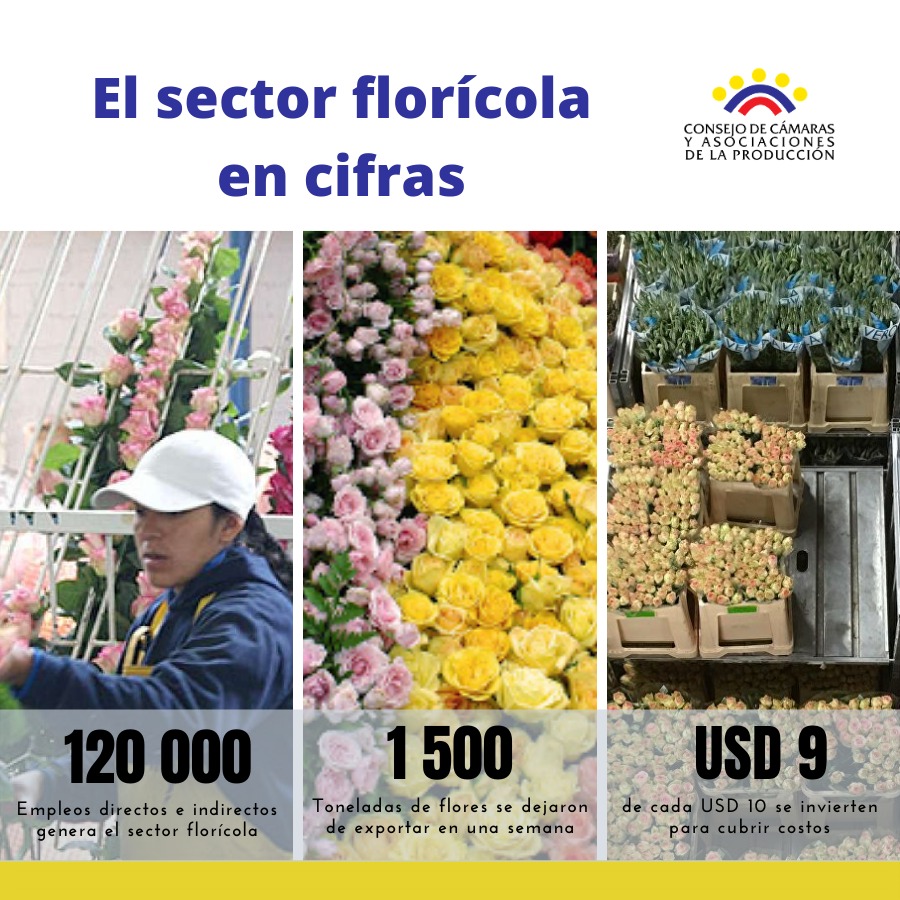 consejocamaras's tweet photo. Los mercados nacionales e internacionales cerraron por el #Covid19. Desde el 13 de marzo, el sector florícola ecuatoriano bajó sus ventas a 0. Se mantienen las fincas vivas para retomar la actividad cuando superemos la #EmergenciaSanitaria y así proteger el empleo. https://t.co/4dLMDmQw4x