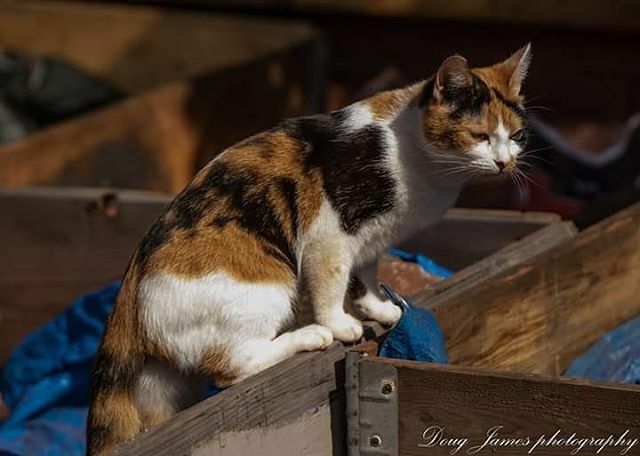 DOUGJAMESPHOTO1's tweet photo. Canon 7Dmkii
Tamron 70-200mm

#catplaytime #cat #catlove #catlove #lovecats #sunshine #homelife #chilling😎 #relaxing #cattime #p #westcountrylife #playtime #catsofinstagram #pets #pet #petsofinstagram #stayhomesaveslives #playmate #ukraw #bbcengland … https://t.co/ifQ2cxG9sN https://t.co/VmJCmztjlm