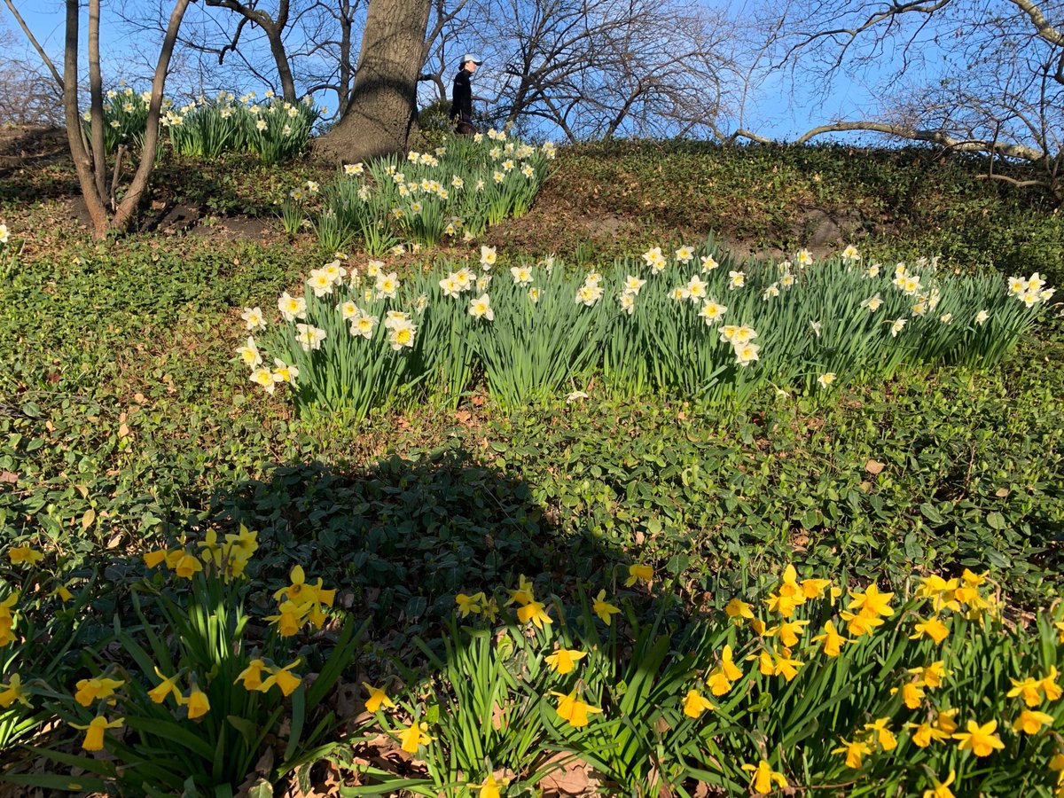ericmetaxas's tweet image. God gave us Spring to show us what hope looks like. 
#nyc #centralpark