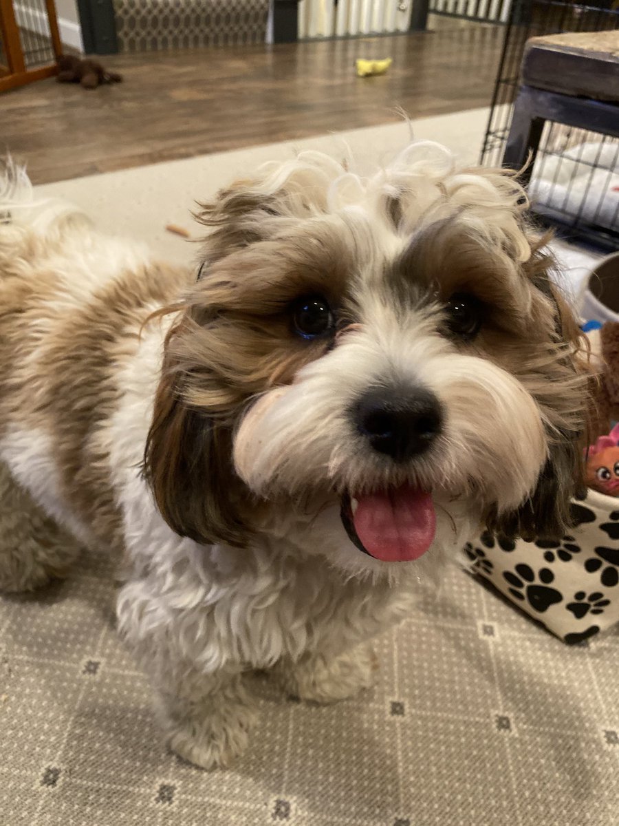 OverlookReading's tweet photo. Teddy Bear loves his new office mate! @overlookes #dogsofaacps https://t.co/nO6M1n1bdu