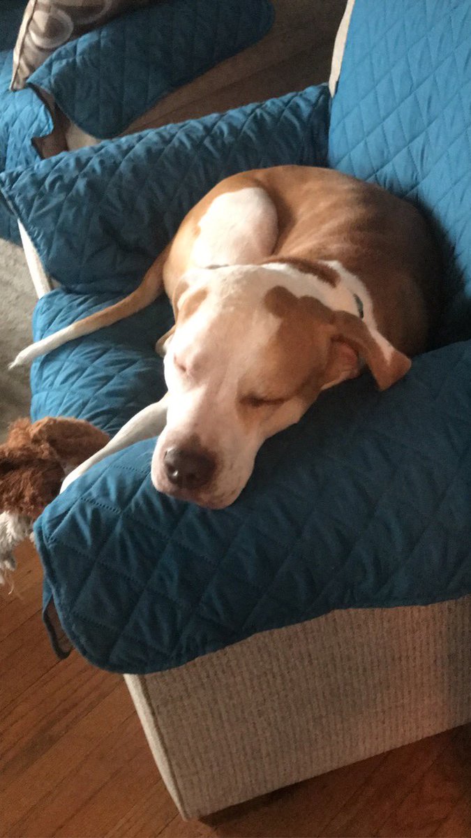 misskotowski's tweet photo. My assistant started out strong today, but now he’s napping on the job @harryefryschool https://t.co/CliKIUCWcE