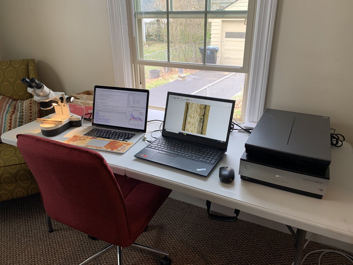MRochner86's tweet photo. Introducing the new UofL #athometreeringlab #treerings #WorkFromHomeLife Official 🌲💍 lab development is on hold. At least this one has nice windows, and cats, and beer. #StayHomeFor #TreeRingResearch https://t.co/O2MWLRtE51