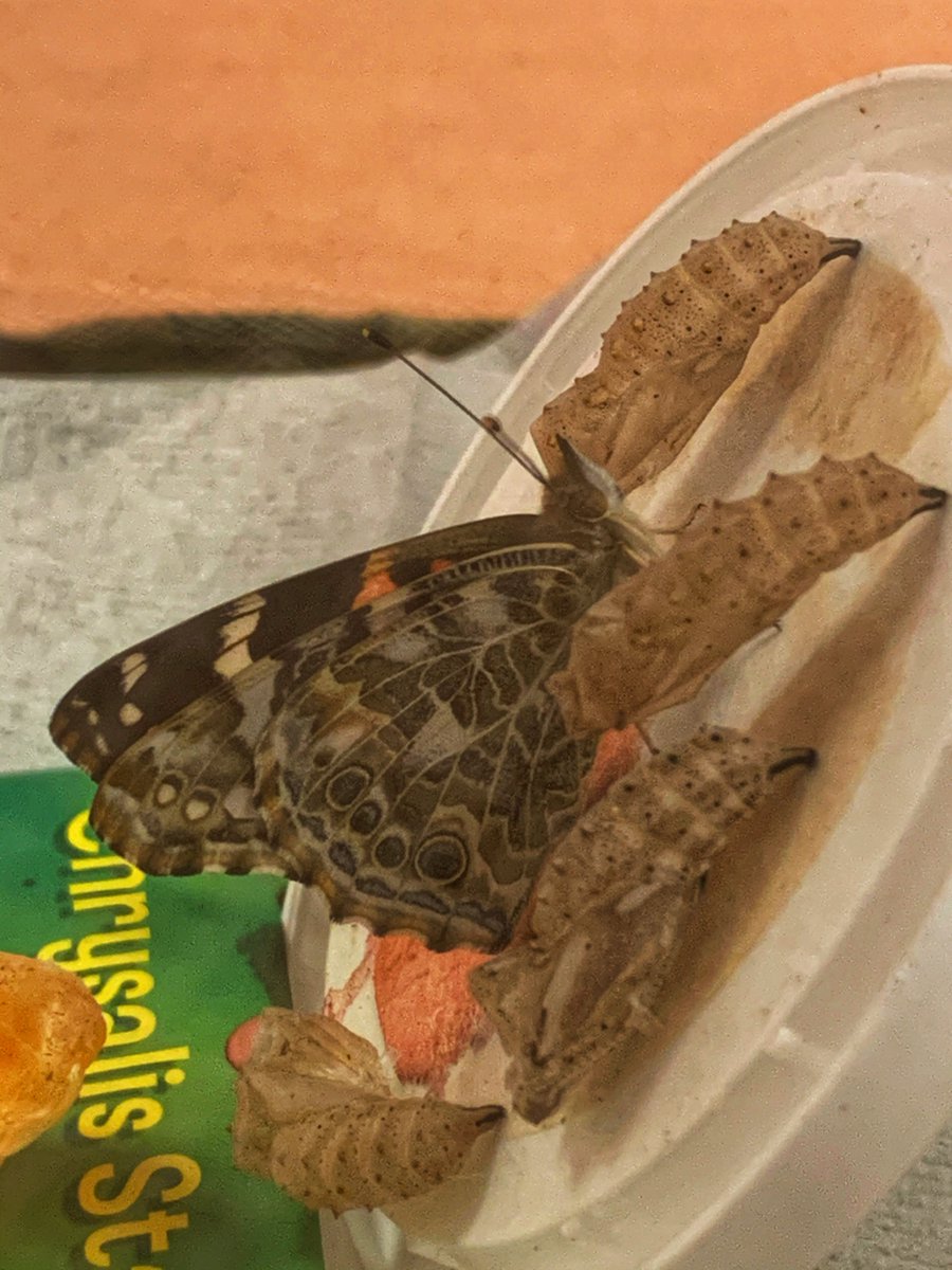 WestonFed's tweet image. The year one caterpillars have now transformed into beautiful butterflies and it's time to set them free. Look out in your garden in case they are passing by.