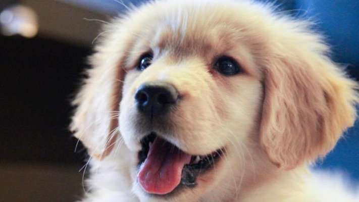 joingoldn's tweet photo. We know things are hard right now for dog parents and their doggos. So we created a new Facebook group 👉 https://t.co/vBbJXovcFw for you to talk about your dog-parent bond &amp; ask for advice about dog parenting during these difficult times. #coronavirus #covid19 #bettertogether https://t.co/hCGV86ohLn