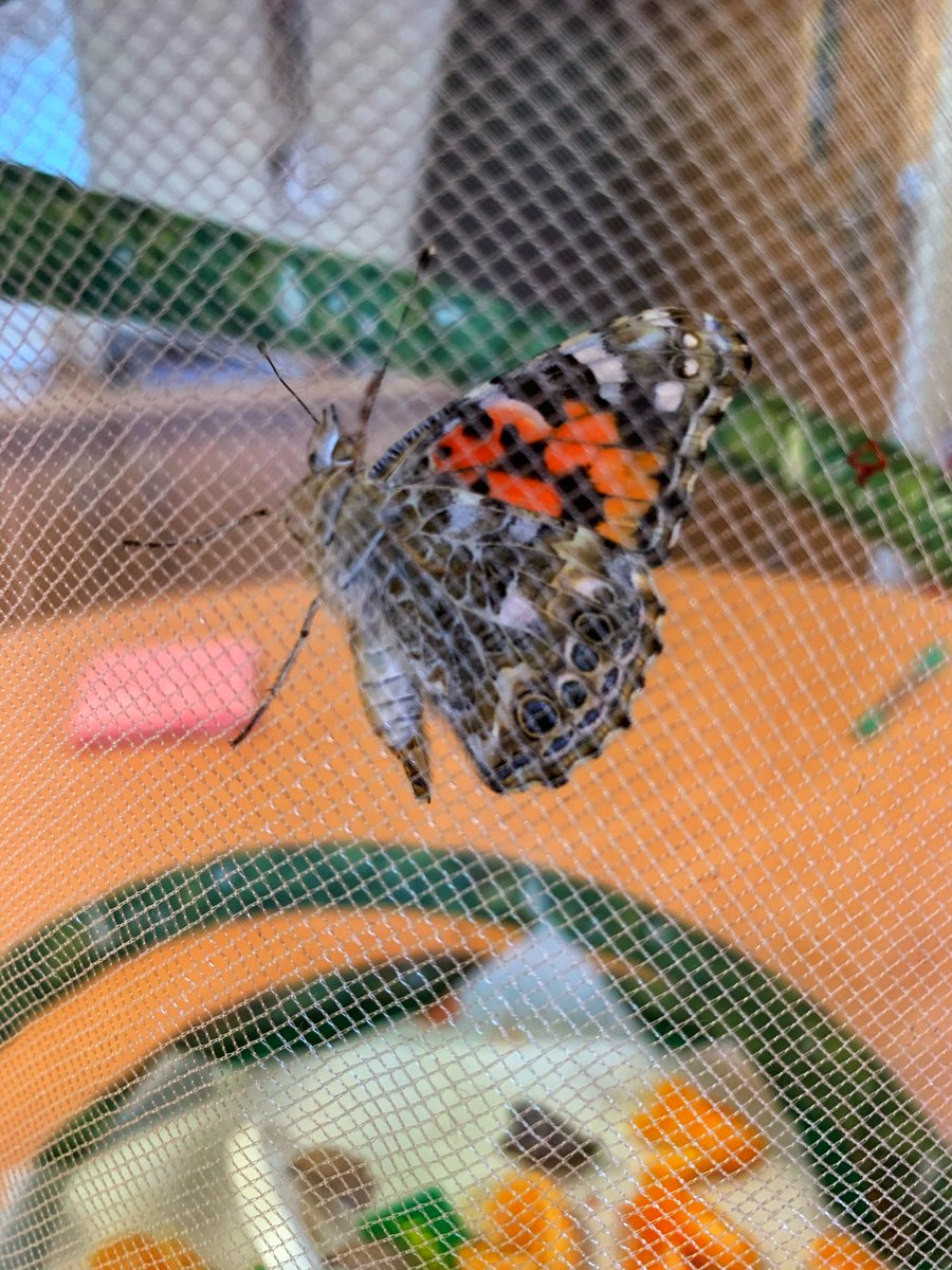 WestonFed's tweet image. The year one caterpillars have now transformed into beautiful butterflies and it's time to set them free. Look out in your garden in case they are passing by.