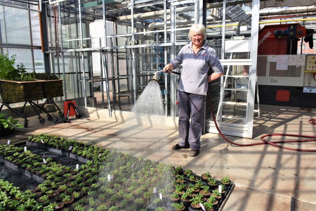 stadkortrijk's tweet photo. Leerkrachten Tuinbouwschool verzorgen planten en dieren: “Onze elf paarden moeten toch eten krijgen” https://t.co/dHhmhQN1pG https://t.co/w2bLaK3KfA