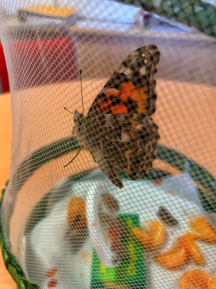WestonFed's tweet image. The year one caterpillars have now transformed into beautiful butterflies and it's time to set them free. Look out in your garden in case they are passing by.