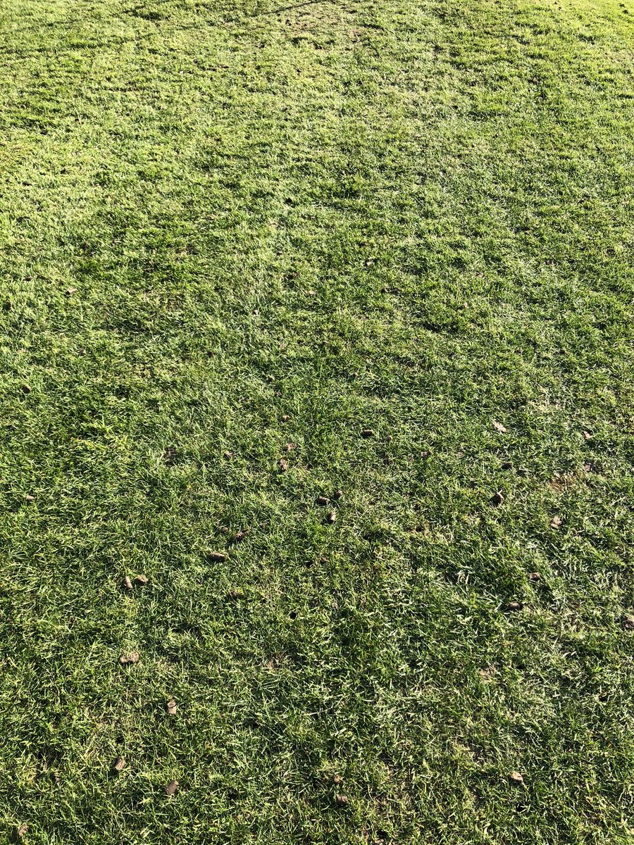 borderlawncare's tweet photo. You know you have passion for your job when working from home involves both an aeration and scarification of your own lawn. Needs a feed. https://t.co/J9fFSSNhAe