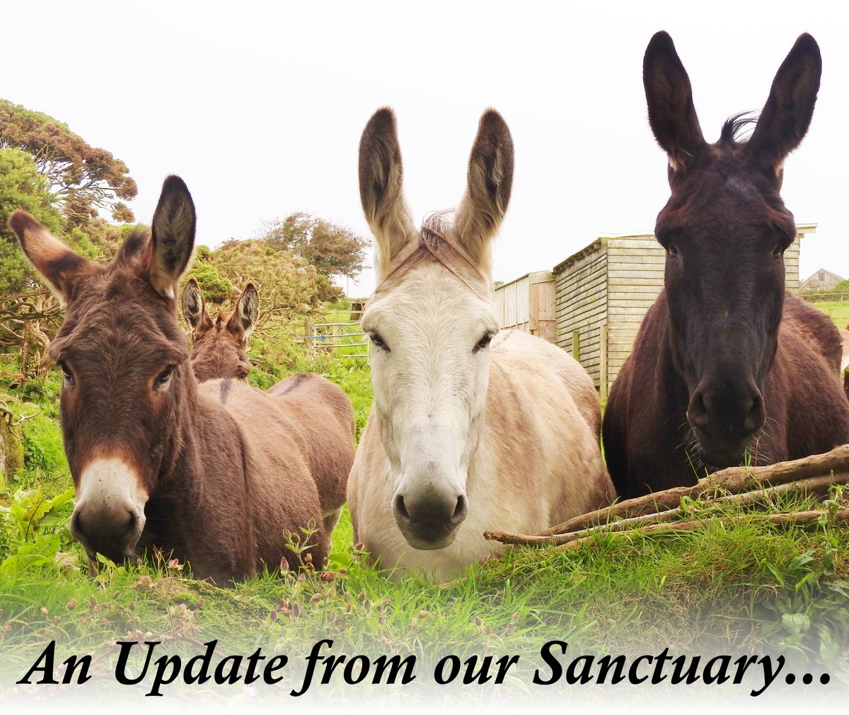 An update from our sanctuary... bit.ly/3amBhik