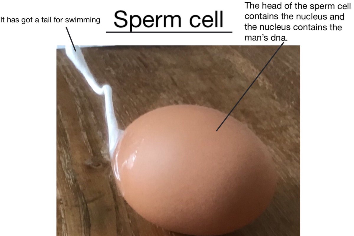 WellfieldMiddle's tweet photo. More wonderful models from Y7! #WMSLovesScience #WMSLearningFromHome #specialisedcells https://t.co/djJd2aW1ra