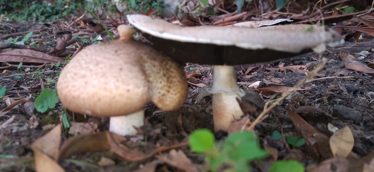 Cdesmarchelier's tweet photo. Día ocho. We're back
#basidiomicetos 🍄 https://t.co/zxyTAqRRYq