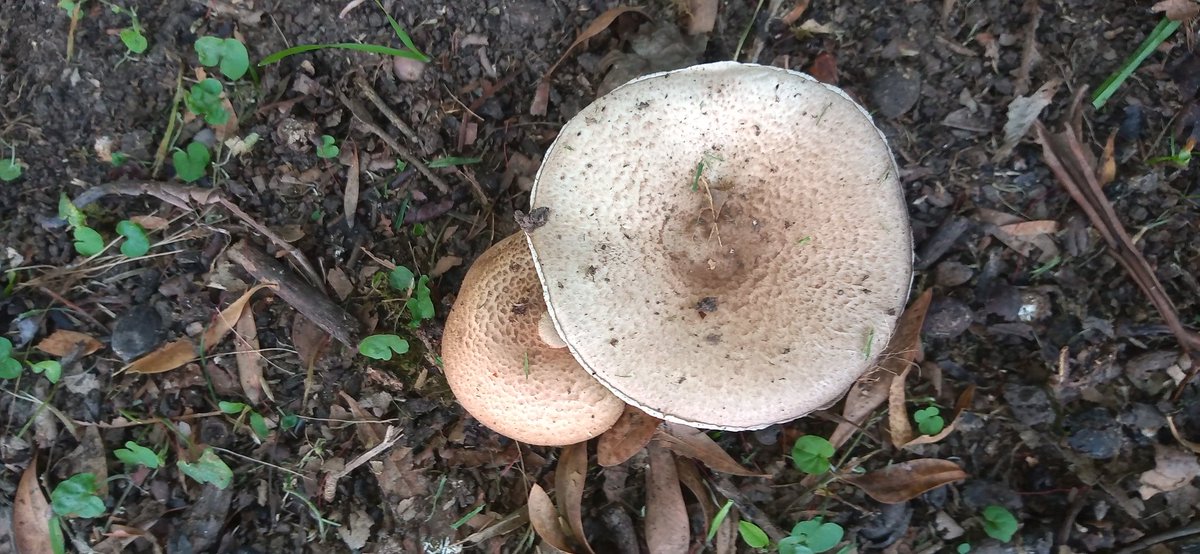 Cdesmarchelier's tweet photo. Día ocho. We're back
#basidiomicetos 🍄 https://t.co/zxyTAqRRYq
