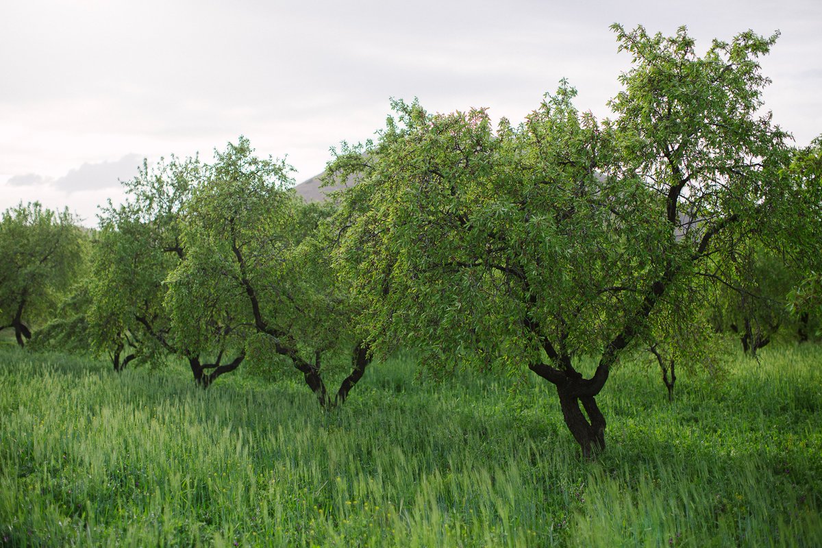 Organic almonds, almond nibs, and almond flour now available online at foodandforest.co.uk all from regenerative Almendrehesa Association, Andalucia, Spain. 
Farm photo shows cover cropping to protect against erosion.
Free Delivery over £40 - guaranteed in 4 working days.