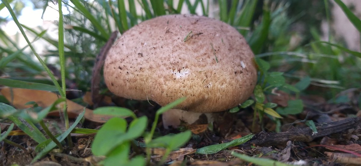 Cdesmarchelier's tweet photo. Día ocho. We're back
#basidiomicetos 🍄 https://t.co/zxyTAqRRYq