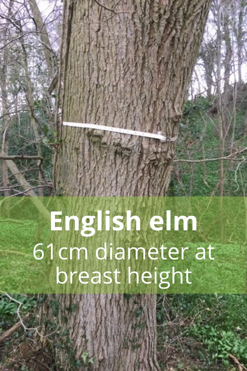 DurhamWoodlandRevival on Twitter "Meet today's ChampionTree Elms