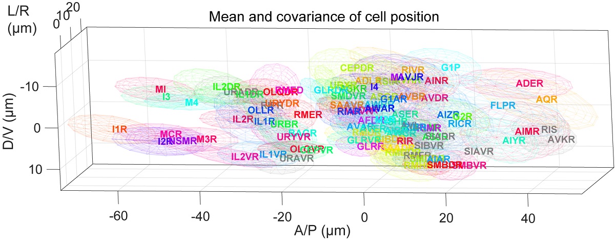Researchers at University of Tokyo have developed a computer #algorithm to identify neurons in fluorescent microscope images of roundworms, making it possible to understand neural networks based on whole-brain imaging data. Read more: bit.ly/3bq0w3t
