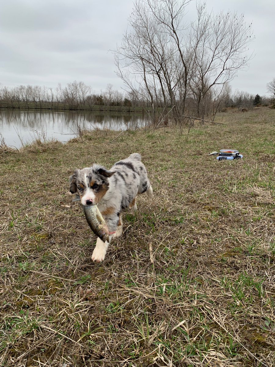 WilliamsBree's tweet photo. no, Millie isn’t this dog. Nor did she cost anywhere close to $2,000. But she’s so much more perfect, for anyone wondering about my recent doggie 😂❤️ https://t.co/lIOyPMYw7D
