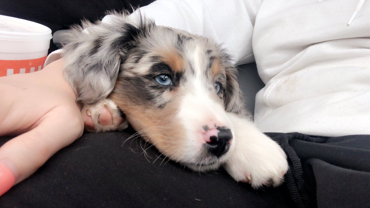 WilliamsBree's tweet photo. no, Millie isn’t this dog. Nor did she cost anywhere close to $2,000. But she’s so much more perfect, for anyone wondering about my recent doggie 😂❤️ https://t.co/lIOyPMYw7D