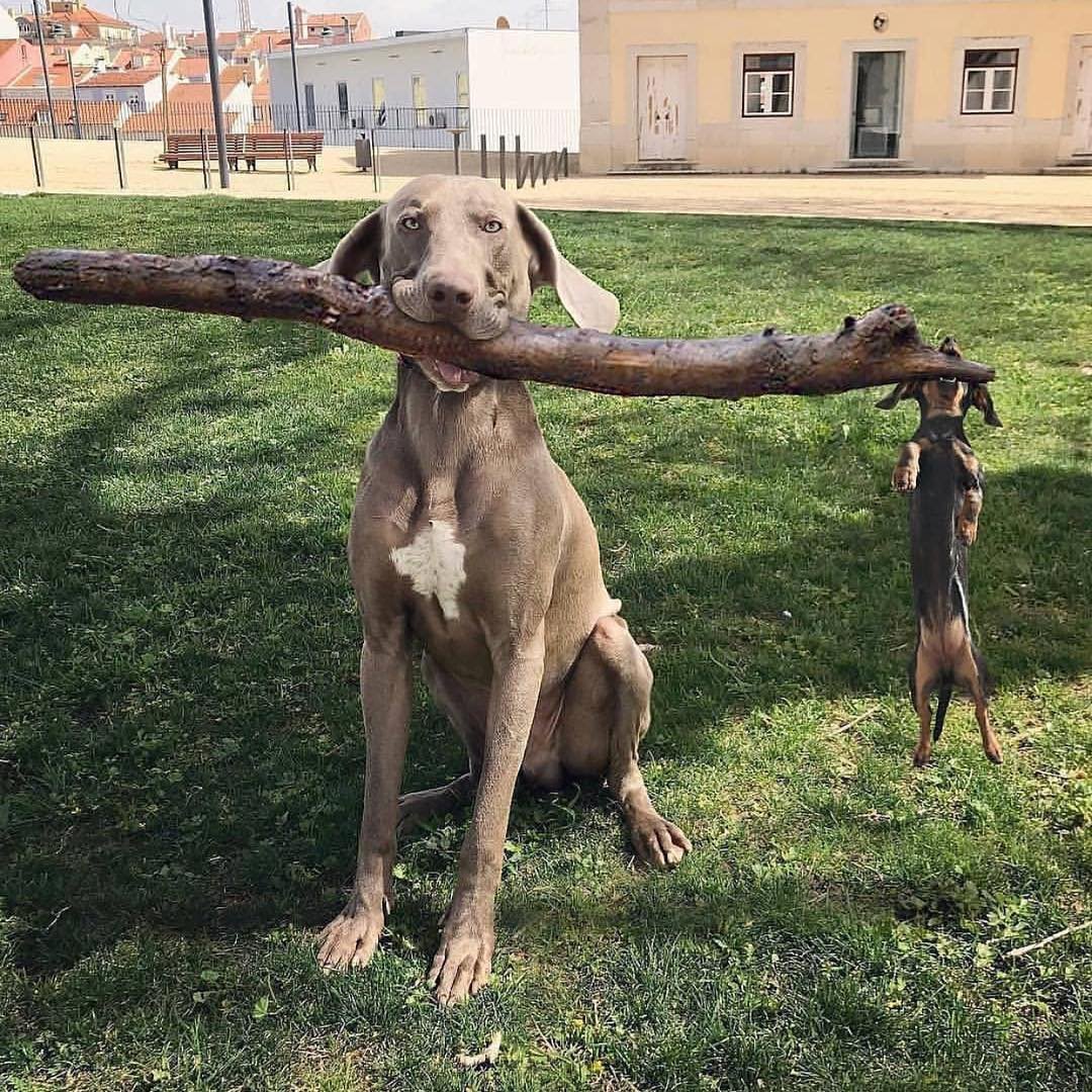mackkyorri_13's tweet photo. @LivvvHoff and I just playing outside together 🐶😂 #besties https://t.co/KX9j3D1Cbq