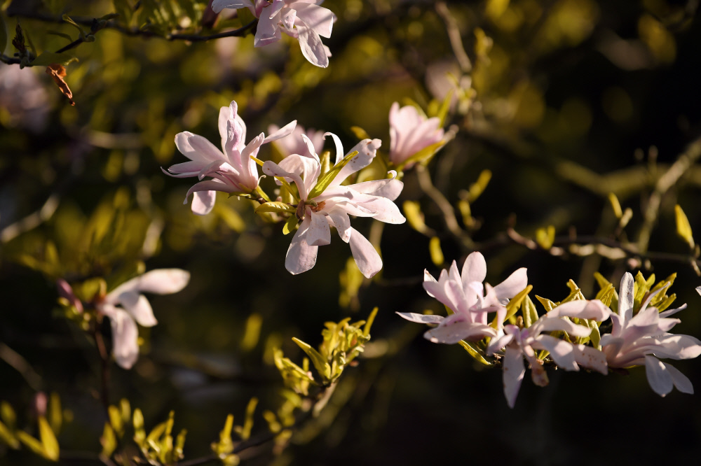 With the weekend ahead of us, we're urging everyone to stay at home. Take a moment to notice nature from your window as spring blooms.