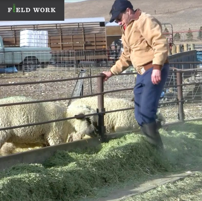 fieldworktalk's tweet photo. “When a cow or ewe ... eats grass, 70 to 80% of what they eat goes out the back end. And, in terms of nutrients and minerals, all we're doing is recycling those nutrients through the sheep and then back into the soil," says farmer Dave Scott. https://t.co/bcipaH4bvO #SoilHealth https://t.co/gH4heJAoPV