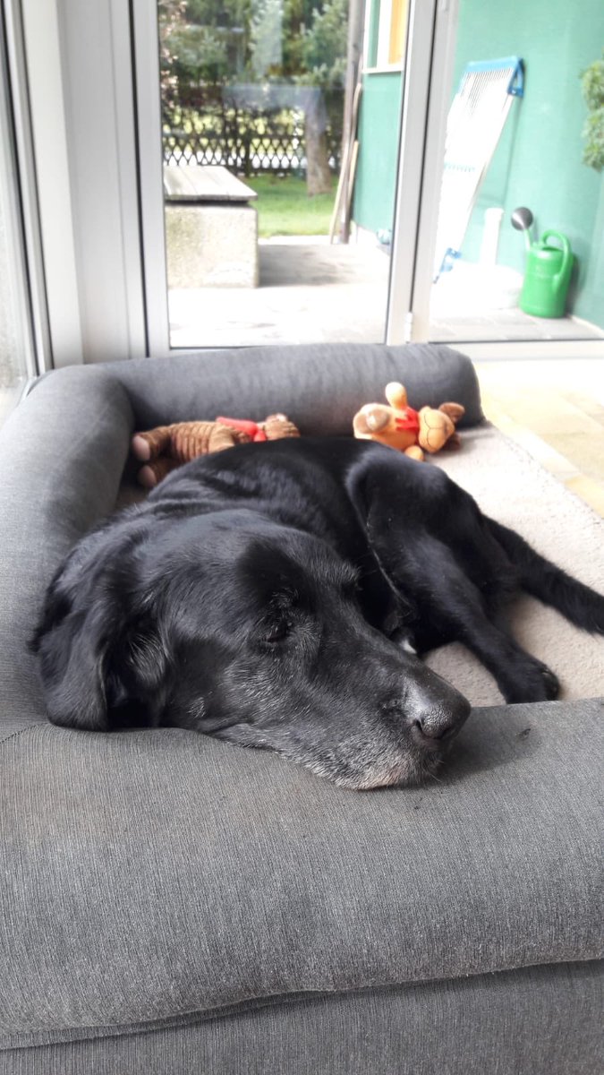 eva_riegler's tweet photo. @ClydeHusky That’s my old one 🥰🥰🥰🥰 https://t.co/HsXU4FUO3i