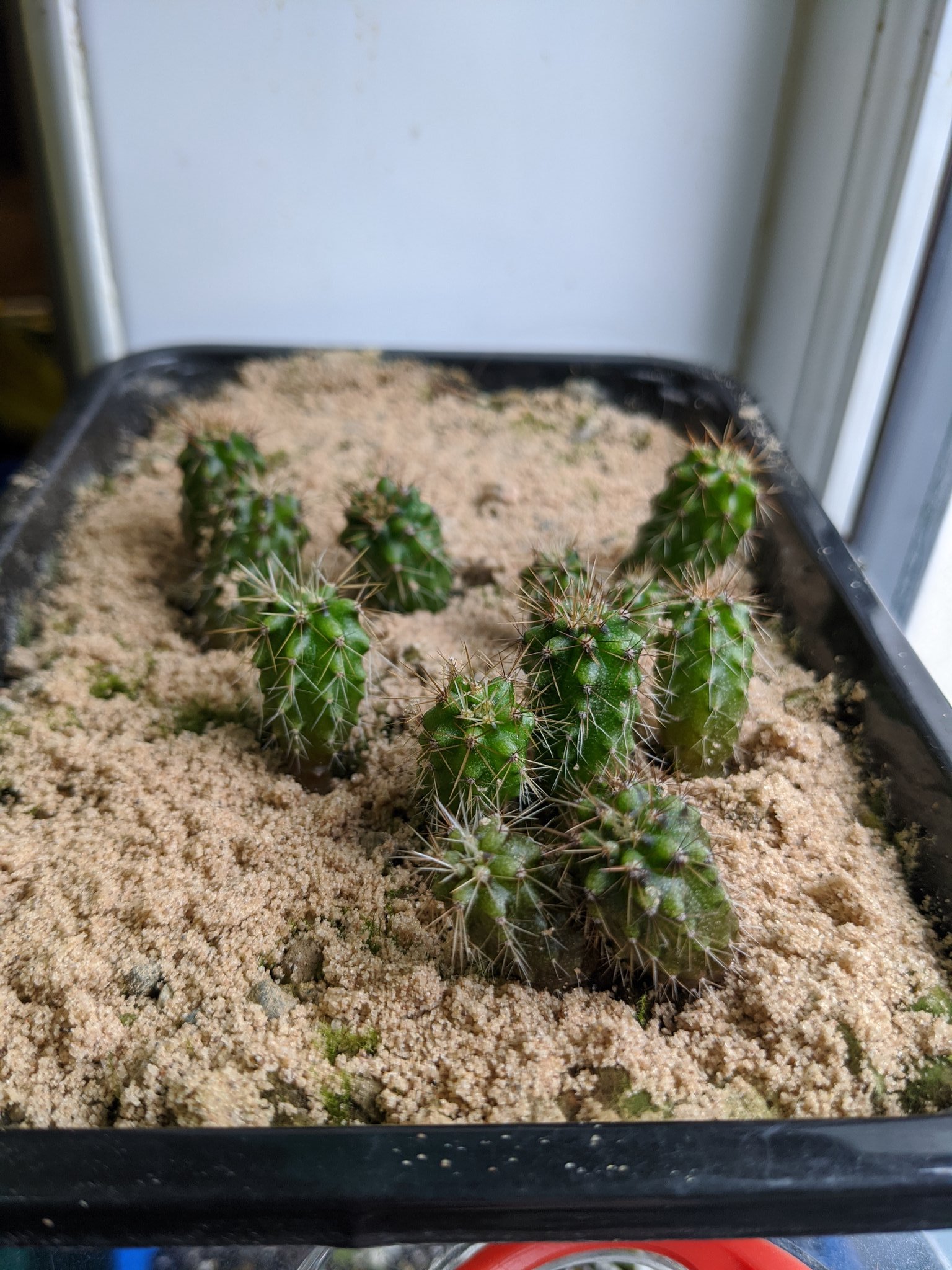 Irish Cactus and Succulent Society on Twitter "Some Trichocereus