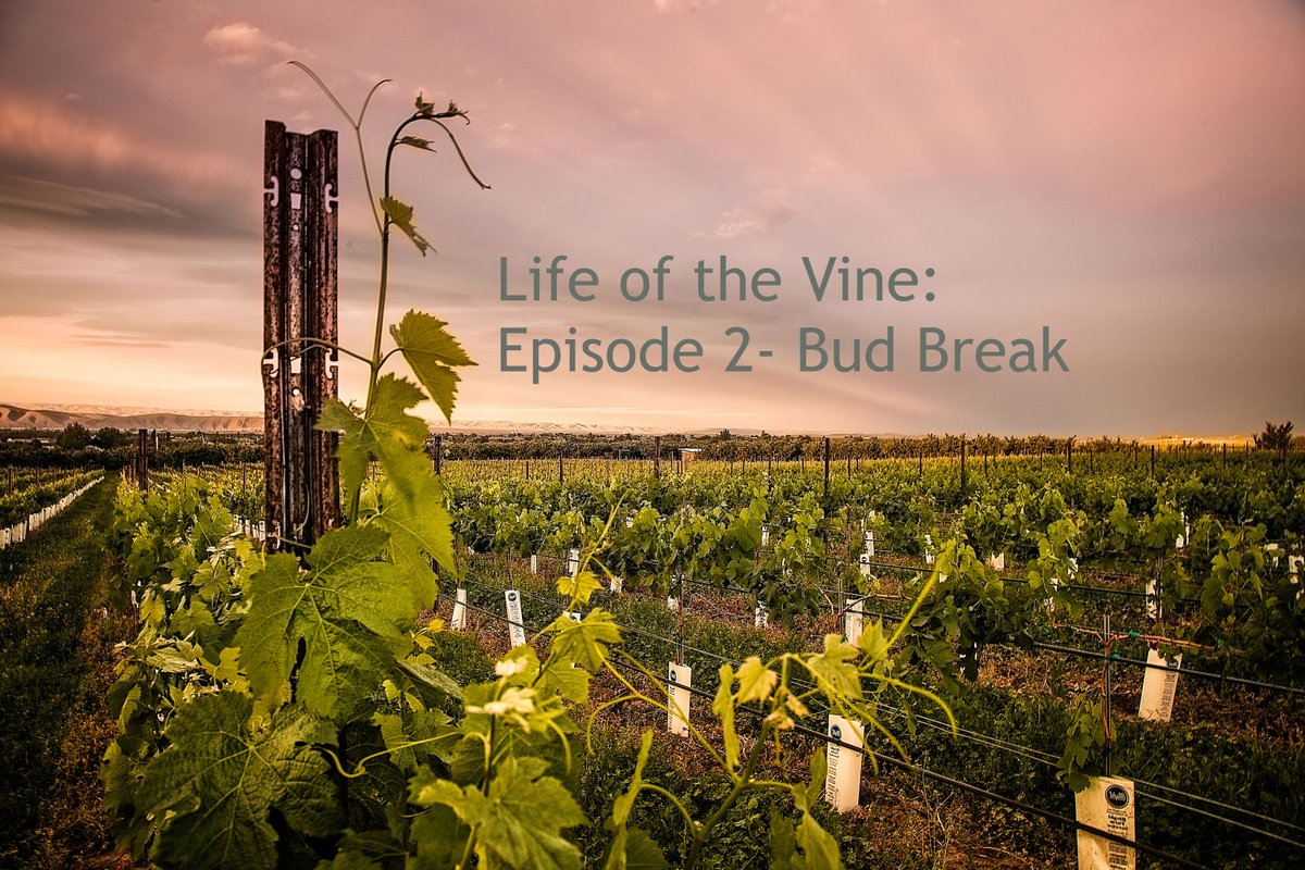 yakimavalley's tweet photo. A sneak peek into the vineyard through @Twomountain Winery's short video series, "Life of the Vine". Winery Owner/Vineyard Manager, Patrick Rawn, walks you through each stage of the vineyard cycle and explains the journey from dormancy to harvest. https://t.co/RD2qUOPMVQ #wine https://t.co/2yYbmvXhju