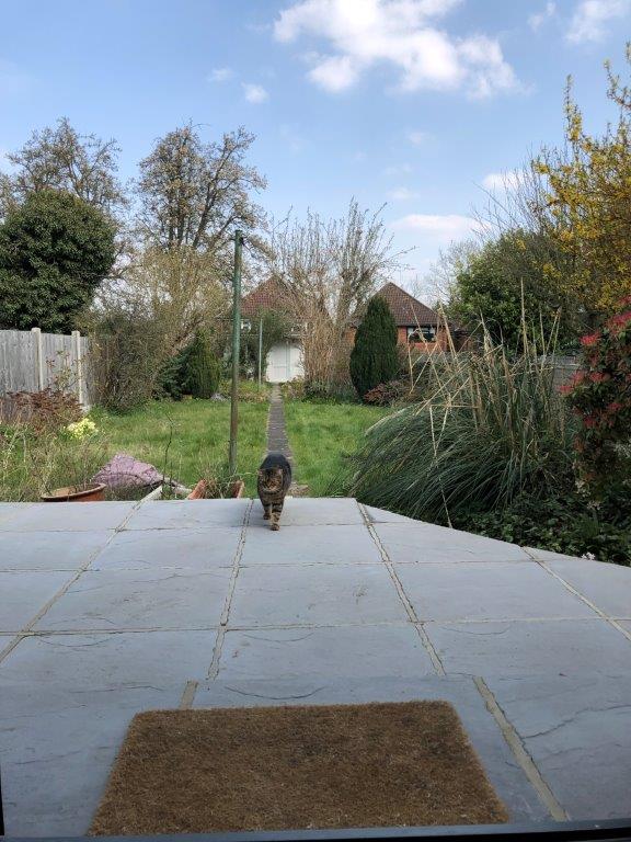 BarnetLibraries's tweet photo. Another view through the window from library staff at home: 'Elsie returning for a snooze after her latest adventures in the garden'. Share your view with us #throughyourwindow https://t.co/TR0i4E3ui2