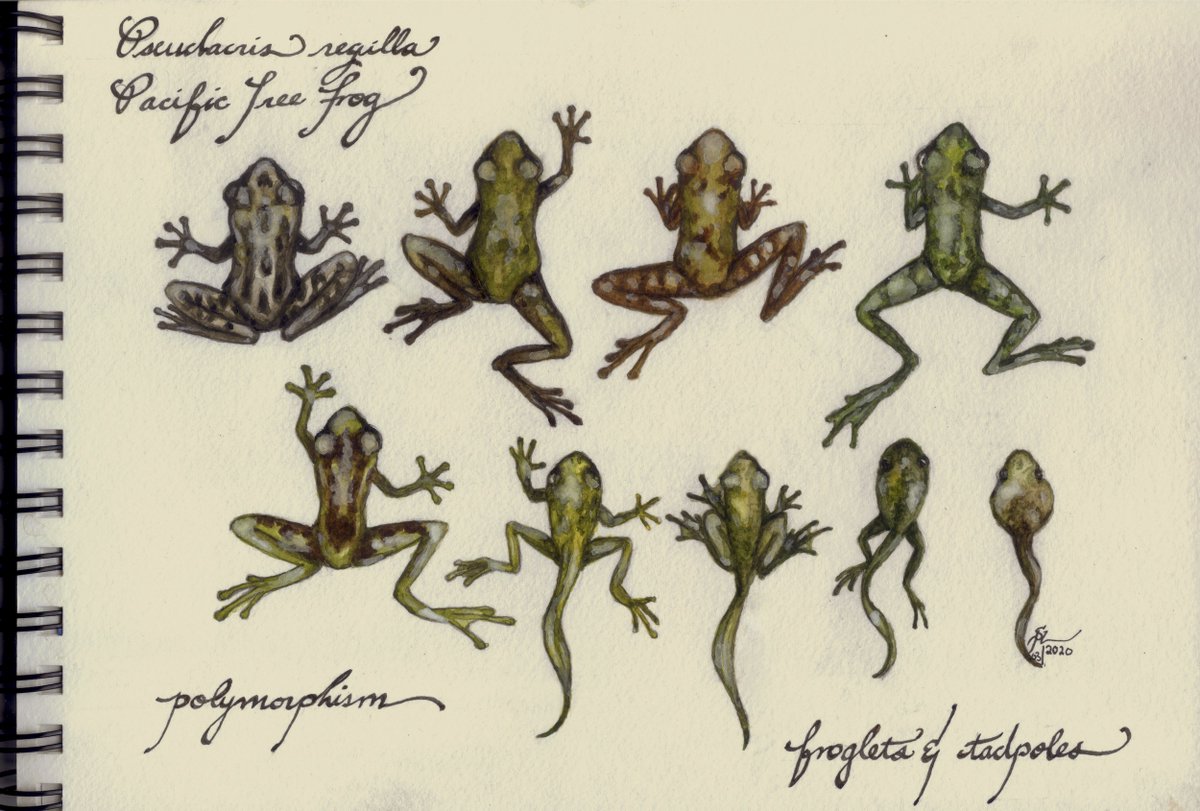 DrSimoneDr's tweet photo. Here's the next posting of watercolour illustrations of PNW native species... For all those stuck at home because of #COVID19 Next up is #pseudacrisregilla, #chorusfrog #pacifictreefrog #quarantineart #washingtonspecies #herpetology #frog #illustration #art https://t.co/JN3fcwCj9K