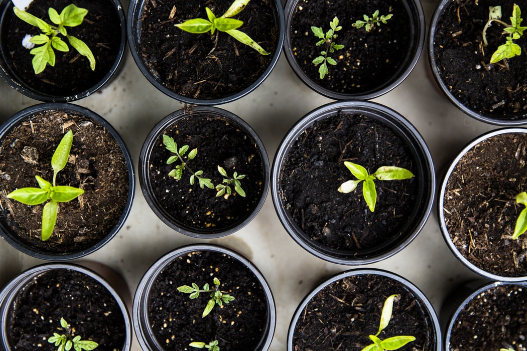 xVirity's tweet photo. #Spring is here &amp; it's time to prepare seedlings for spring planting! For first time #gardeners, you'll want to know how to thin and harden-off seedlings to ensure optimal growth. Read below! 

https://t.co/gJKSxUnGdE…/how-to-prepare-seedlings-for-spring-…/

#fridaythoughts https://t.co/5BcSH1Ewhg