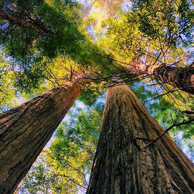 Redwood National Park April 2014. 
#redwoodnationalpark #redwoodforest #california #nocal #roadtrip ift.tt/2UFWb5t