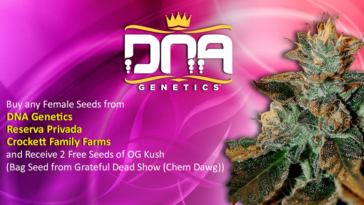 SensibleSeeds's tweet photo. This #femalefriday we are excited to share this promotion! Buy some #femaleseeds and get some free #ogkush seeds! 😍 Get your seeds here today: https://t.co/eHRBBnYbyY https://t.co/QsM2RpNYlv
