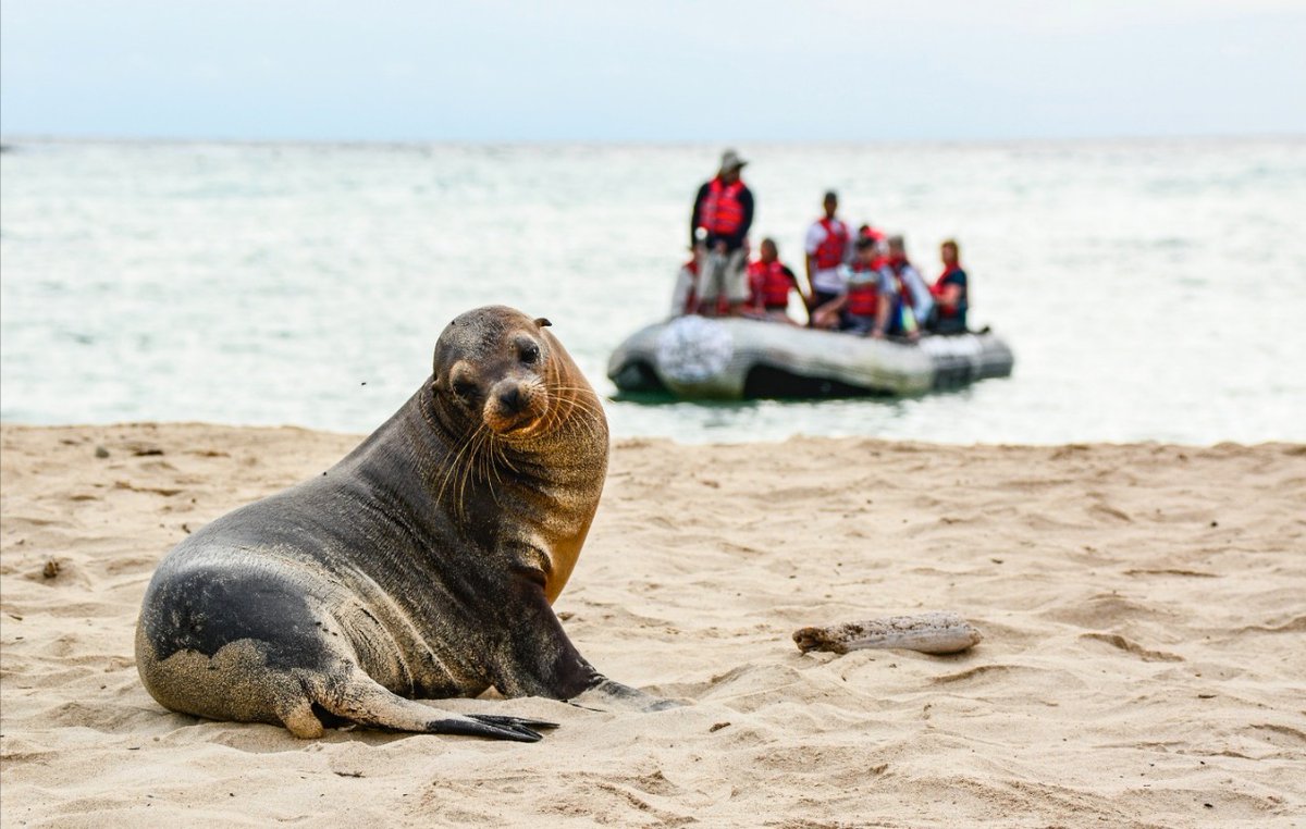 RedLAC1's tweet photo. #StayHome and learn more about the impact of the #RedLACMembers 

The endemic flora and fauna make the @parquegalapagos an exceptional place. The @FIASEcuador has supported conservation projects in this area by donating equipment, among others.

📷 @parquegalapagos https://t.co/DmzRKPBykl