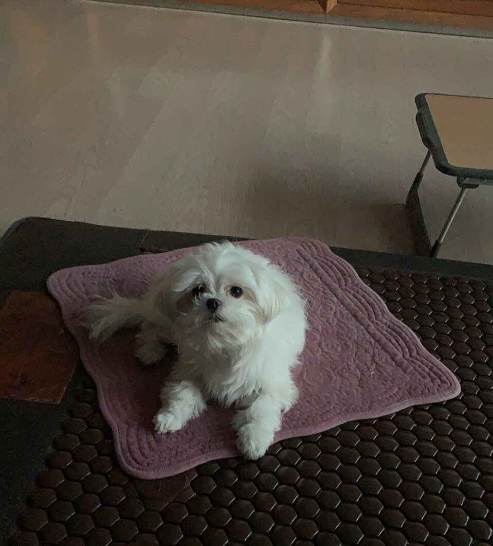 FLOWERSPEAR_'s tweet photo. sent me his puppy picture. 이 강아지 는 너무 귀여워 😆 https://t.co/0Uog0iXUVO