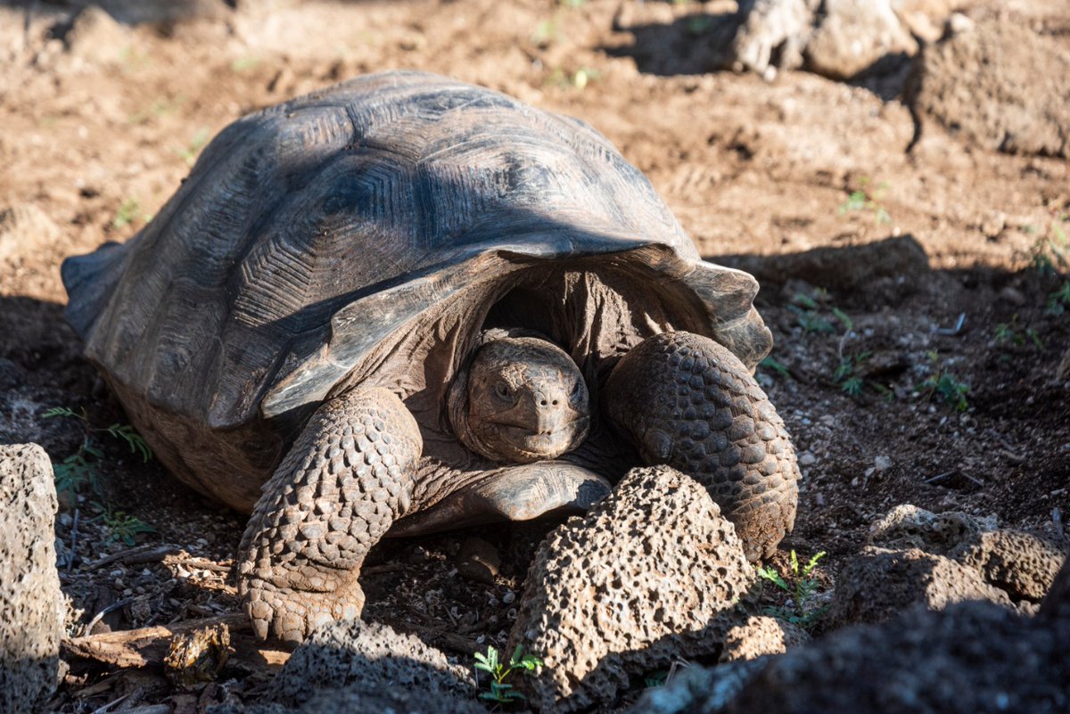 RedLAC1's tweet photo. #StayHome and learn more about the impact of the #RedLACMembers 

The endemic flora and fauna make the @parquegalapagos an exceptional place. The @FIASEcuador has supported conservation projects in this area by donating equipment, among others.

📷 @parquegalapagos https://t.co/DmzRKPBykl