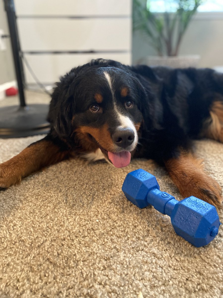 zmendel19's tweet photo. #DoggoFriday https://t.co/6v51tQrS04