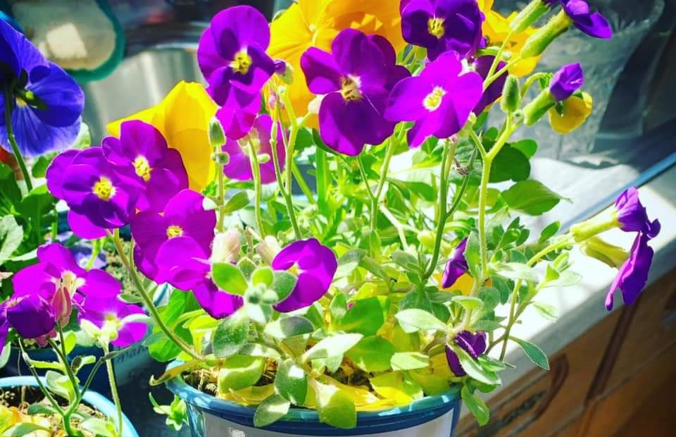 Kerry Jary (@jarykerry) on Twitter photo We were pleased to team up with <a href="/CreswickNursery/">Ian Mills</a> today at South Darenth Co-op to offer free plants to our customers.
A lovely act of kindness to spread some joy in the community <a href="/coopukcolleague/">Co-op Colleagues</a> <a href="/ShadwellMark/">Mark Shadwell</a> <a href="/CarlyMuggivan20/">Carly Muggivan</a> <a href="/coopuk/">Co-op</a> We were pleased to team up with <a href="/CreswickNursery/">Ian Mills</a> today at South Darenth Co-op to offer free plants to our customers.
A lovely act of kindness to spread some joy in the community <a href="/coopukcolleague/">Co-op Colleagues</a> <a href="/ShadwellMark/">Mark Shadwell</a> <a href="/CarlyMuggivan20/">Carly Muggivan</a> <a href="/coopuk/">Co-op</a>