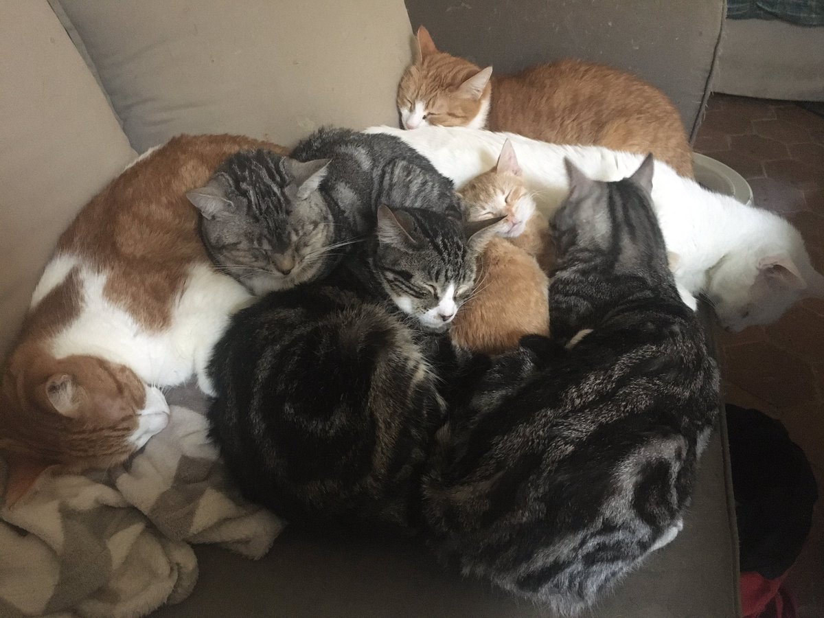 AssoMiniku's tweet photo. Tas de #chats du #vendredi après midi 😂 à #plusieurs c’est mieux et on se tient chaud 😊
Entre nous pas besoin du metre de distance 
Le #confinement ne change rien pour nous 😜. #adoptdontshop #association #protectionanimale https://t.co/G3oqwC9CuF