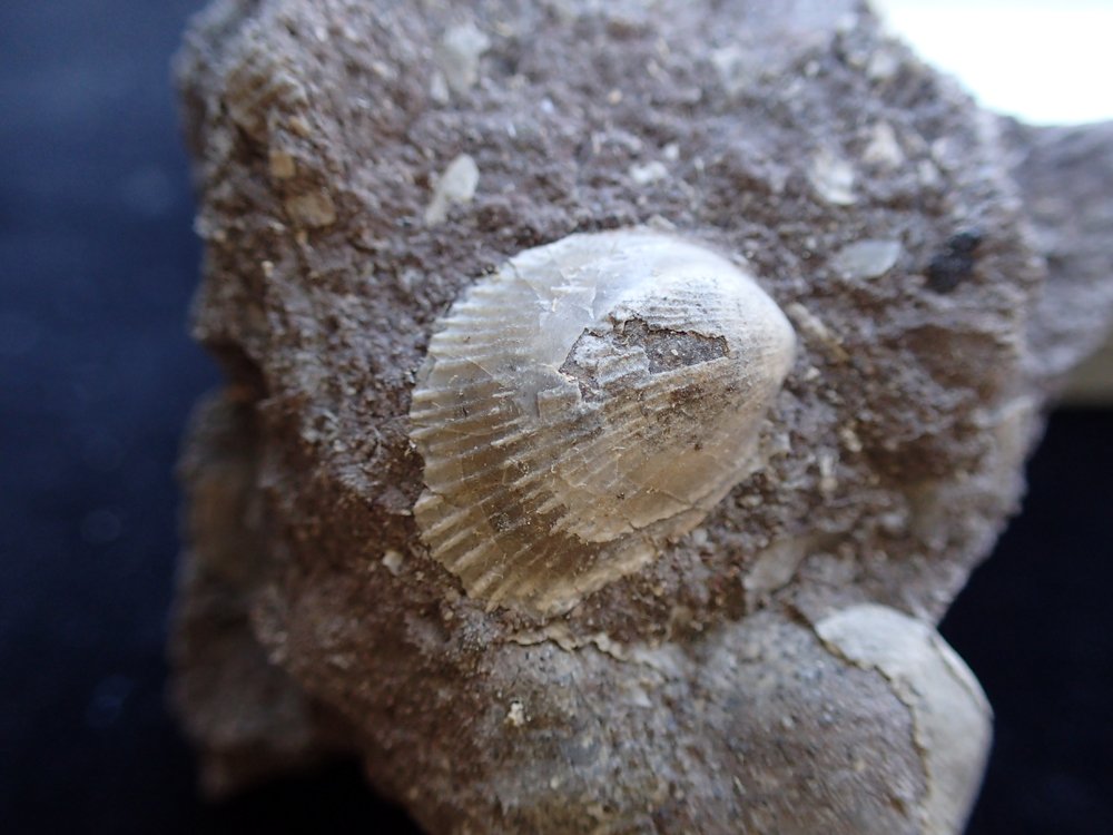 outfossiling's tweet photo. Team work for #fossilconservation and #fossilprep on another draw of fossils in old matchboxes while #selfisolating for #FossilFriday https://t.co/lrtidRgTzY